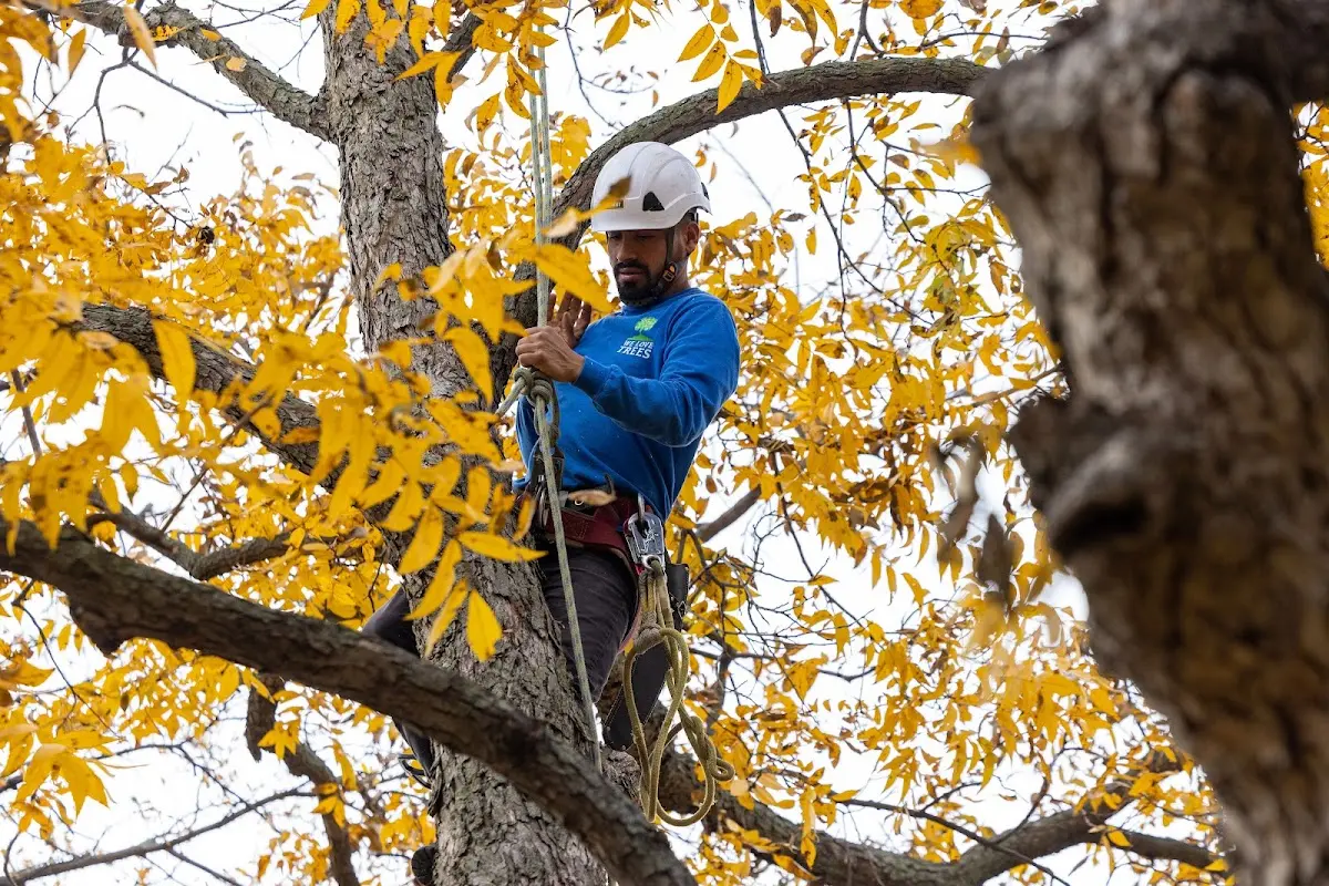 Skilled Storm Damage Cleanup crew working in Crystal Lake